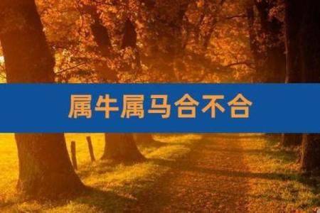 属牛与属虎的恋爱是否和谐？深入探讨两者性格与命理