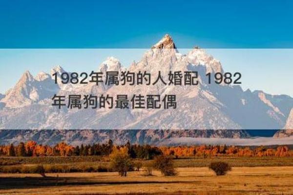 属狗和属龙的缘分如何？深入分析两者的匹配度