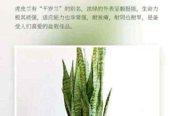 打造旺财环境：家居风水中的财位布置技巧