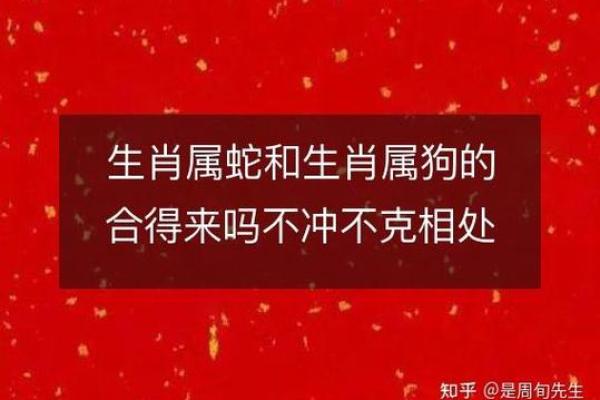 属蛇与属狗能否携手共度一生