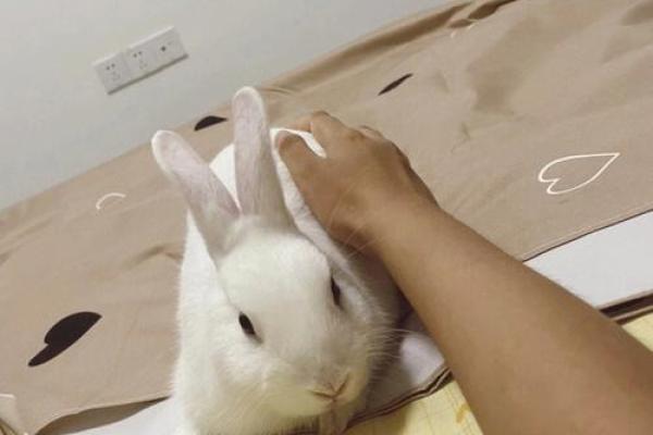 兔与兔的婚姻：双兔相守的幸福与困难
