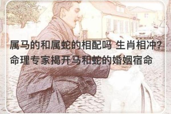 属龙与属马的婚姻相配吗？深入解析两者的相处之道