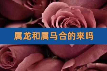 属龙与属马的婚姻相配吗？深入解析两者的相处之道