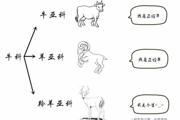 羊与牛的婚姻关系：理解差异，构建长久的爱