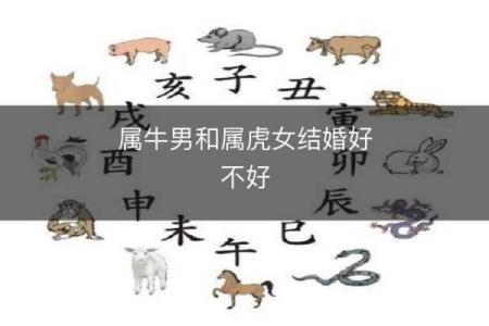 属牛与属虎的性格兼容性：挑战与成长并存