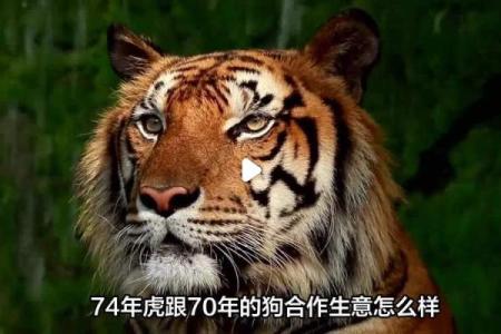 属狗男与属虎女的婚姻匹配度分析
