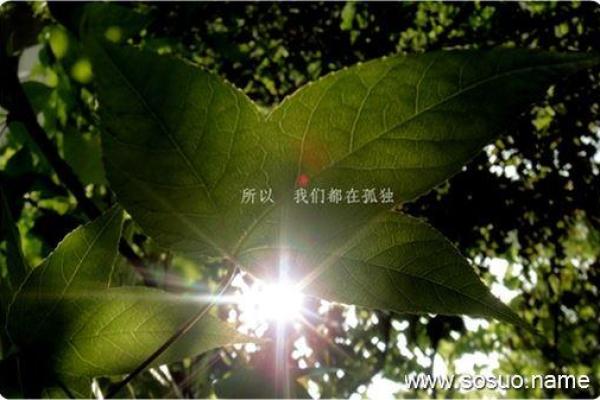 水牛命的含义与命理解析