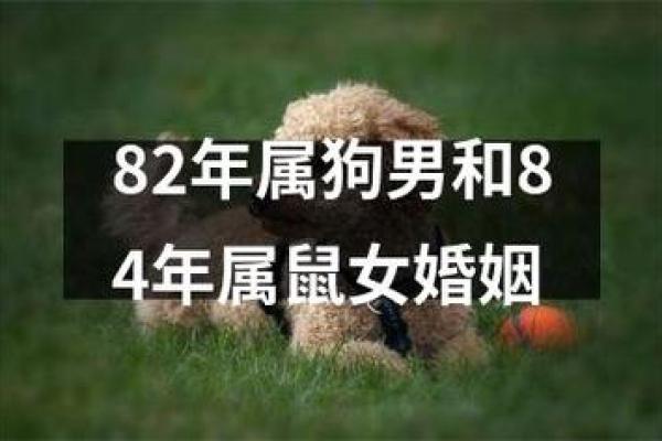 属狗男和属兔女的感情走向分析
