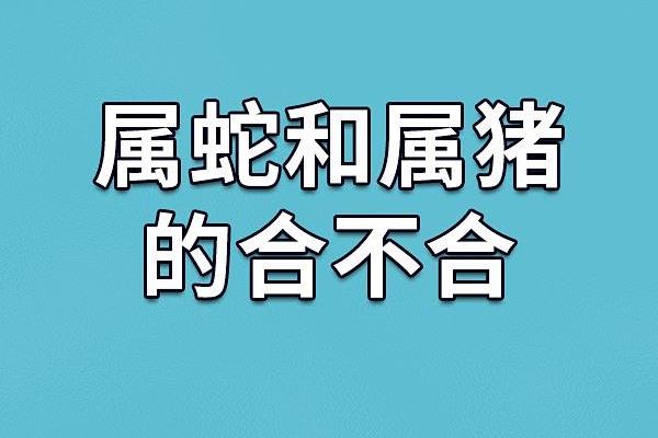 属猪男与属虎女的性格差异与互补之道