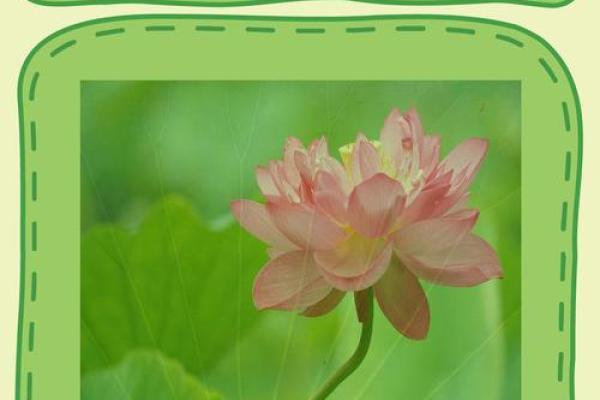 莲花命的深层含义与命理解析