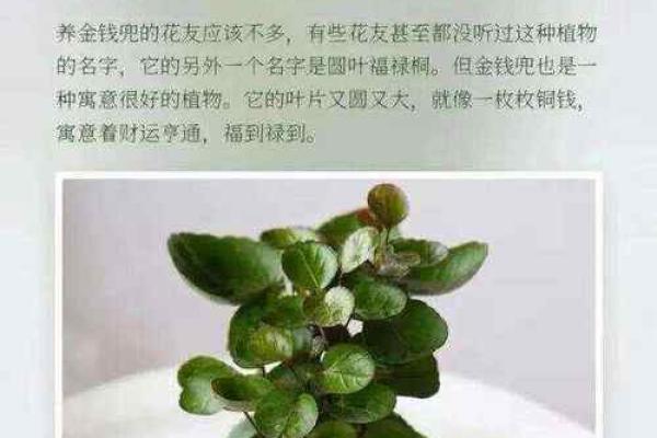 提升家居风水运势 选择合适的财位盆景技巧