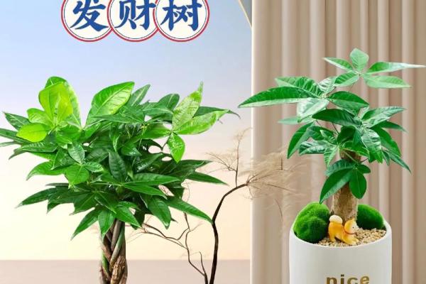 提升家居风水运势 选择合适的财位盆景技巧
