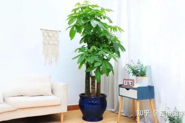 如何通过盆景摆设增强家庭财运