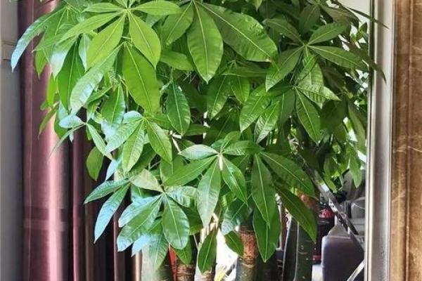 如何通过盆景摆设增强家庭财运