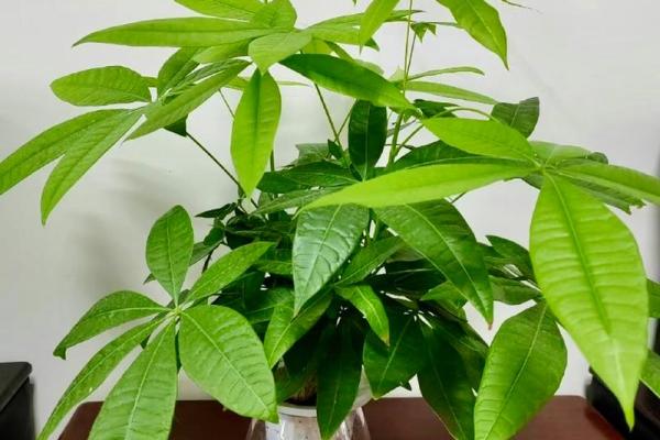 聚宝盆财位风水布局技巧助你招财进宝