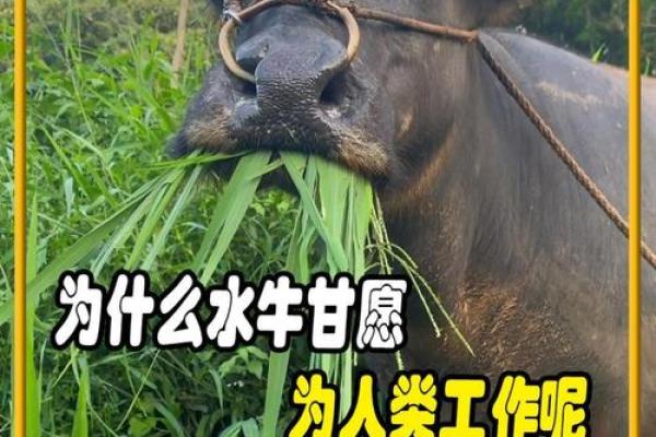 水牛命在五行命理中的象征意义