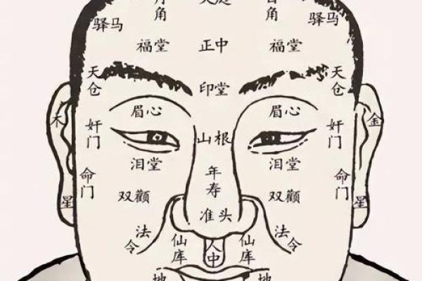 从鼻子长短看面相中的财富与事业运