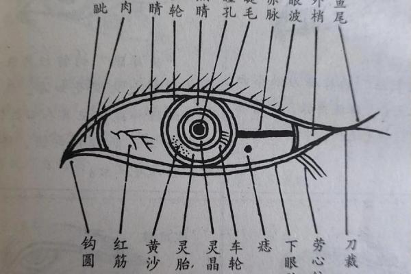 圆眼面相与个性特点的深度剖析