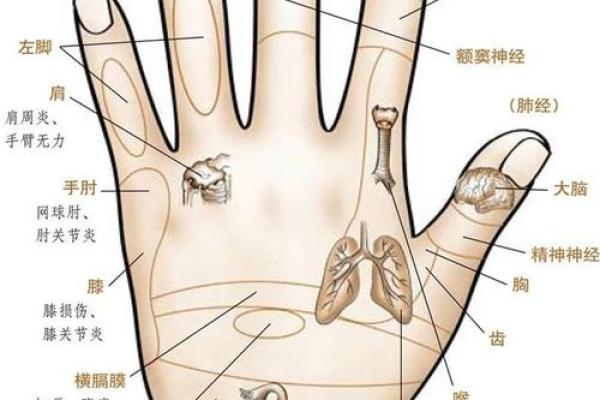 透过手相了解健康状况，识别潜在风险