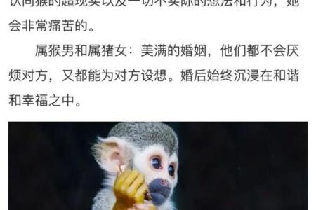 鼠与猴的婚姻配对：天生的默契还是考验