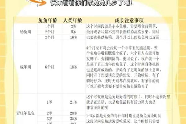 兔年婚姻配对分析：兔与兔的缘分与挑战
