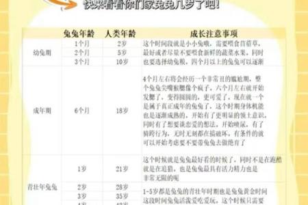 兔年婚姻配对分析：兔与兔的缘分与挑战