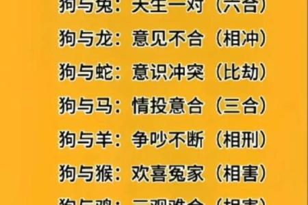 属狗与属鼠的配对适合吗？从性格与运势角度看