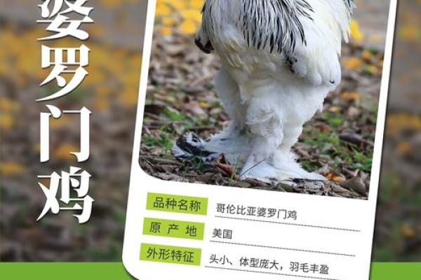 九月出生的鸡宝宝如何起个吉利名字