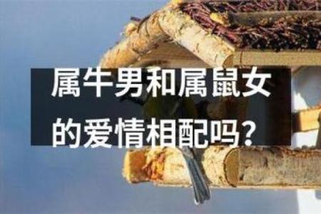 属鼠男与属牛女婚姻配对解析：天作之合还是各有挑战？