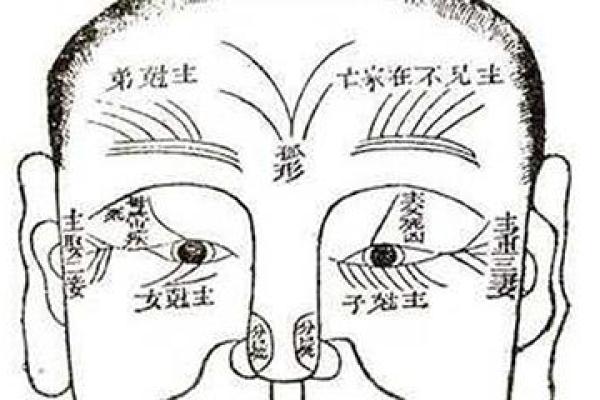 通过毛的面相理解个人命运与事业运势