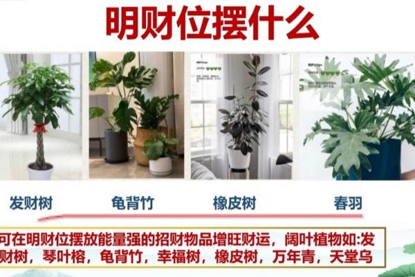 风水专家推荐的财位盆景摆放方法