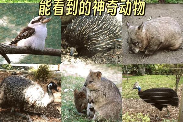 猴猪配对，神奇组合大揭秘