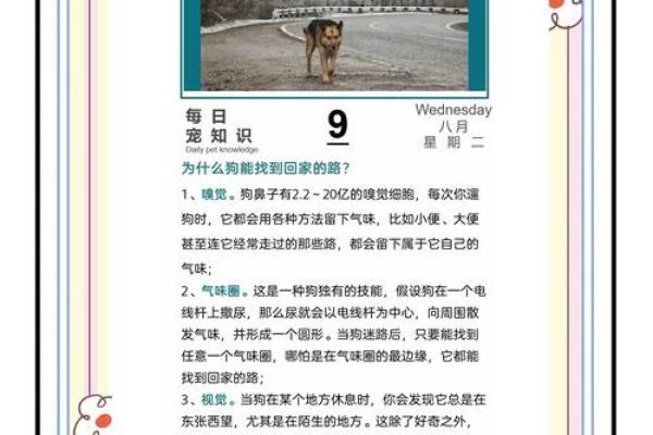 狗狗相伴，幸福婚姻的秘密武器