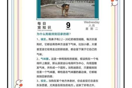 狗狗相伴，幸福婚姻的秘密武器