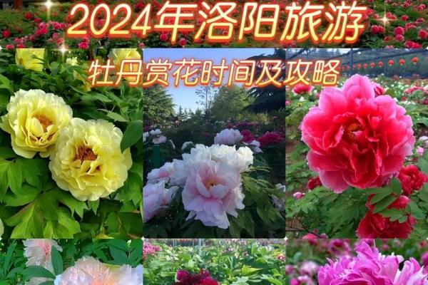 时尚牡丹占星命理指南：如何根据星座选择最适合你的牡丹花