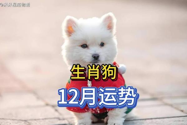 94年属狗人的专属运势解析，财运亨通，事业腾飞