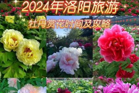 时尚牡丹占星命理指南：如何根据星座选择最适合你的牡丹花