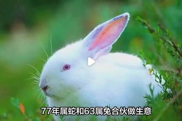 蛇兔相配，缘分还是凑巧？