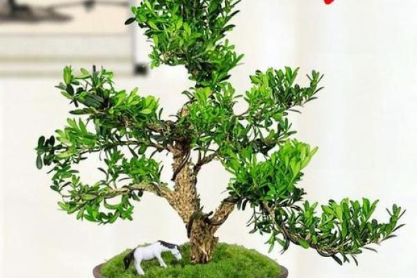 树荫藏风水，家居绿意生好运