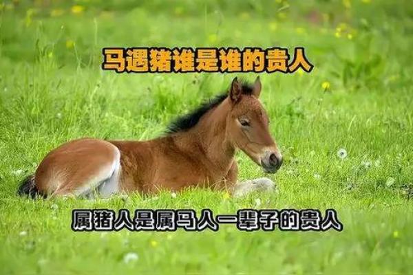 猪马搭配，时尚新主张