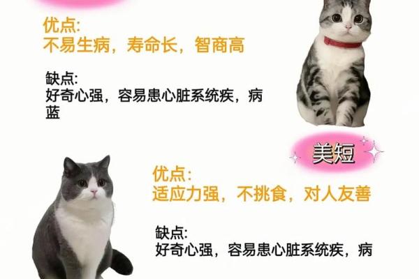 揭秘猫面相，福气满盈的面相奥秘