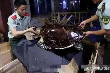 金蝉脱壳，谁主沉浮？揭秘最值钱的动物