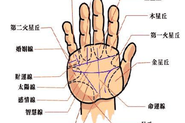手相夫妻宫揭秘：男人手相预示未来妻子容貌与性格