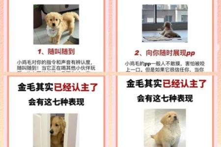 狗马联姻，看这对萌宠如何擦出火花