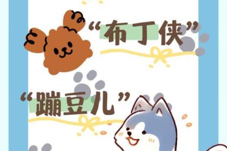 为宠物起个有趣又个性的名字，让它更有魅力