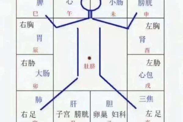 天干地支与女正官：命理中的平衡与力量