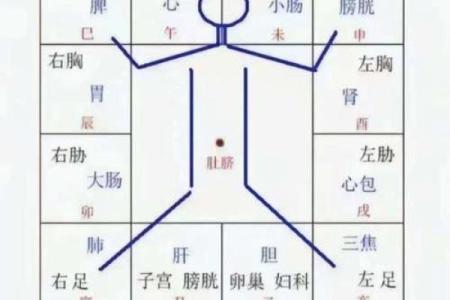 天干地支与女正官：命理中的平衡与力量