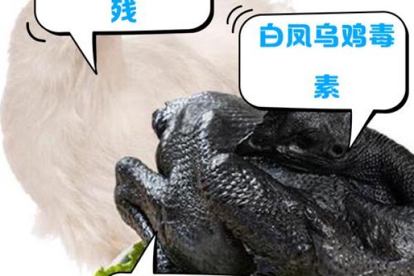 天禽为何无法排盘？揭秘背后的原因与真相