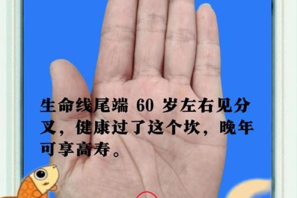 手背五根筋预示大富大贵？揭秘手相奥秘