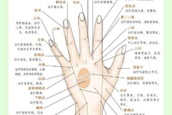 手背五根筋预示大富大贵？揭秘手相奥秘